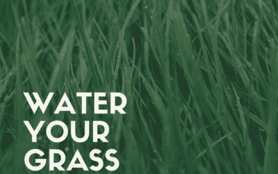 Water Your Grass